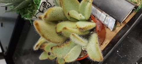 Kalanchoe Eriophylla  Geotagged,Kalanchoe Eriophylla,United States,Winter,fuzzy cactus,hairy cactus