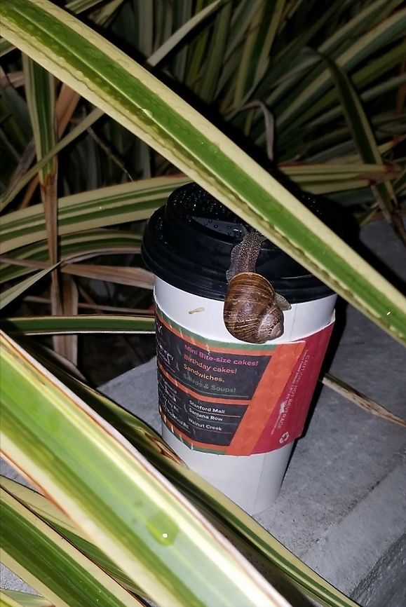 Cornu aspersum needs caffeine.  Cornu aspersum,Garden snail,Geotagged,Snail,United States