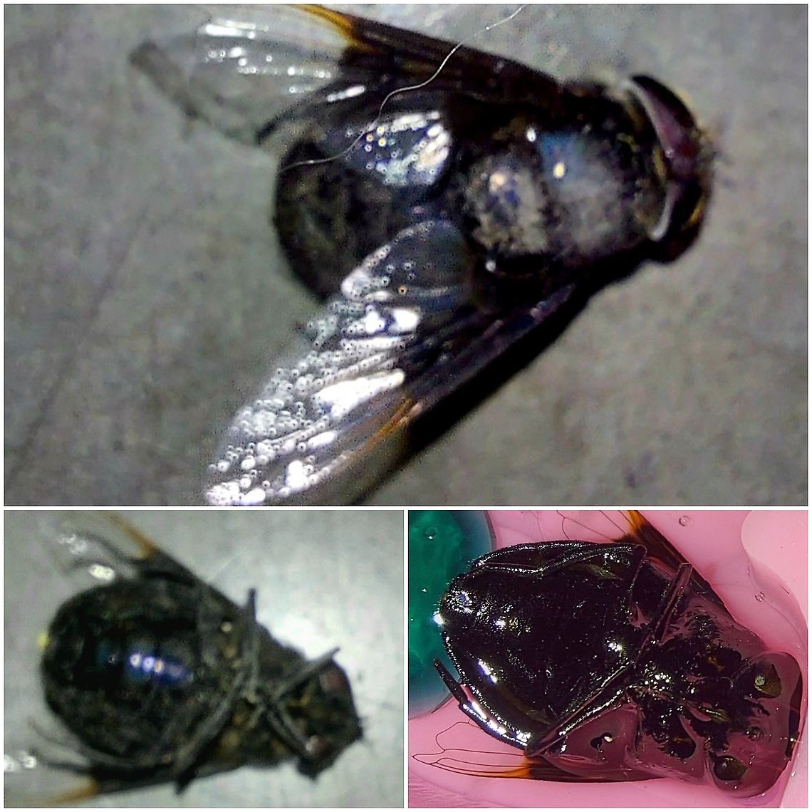 Mexican cactus fly  Copestylum mexicanum,Geotagged,Hover fly,Mexican Cactus Fly,Mexican cactus fly,United States