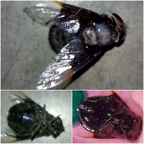 Mexican cactus fly  Copestylum mexicanum,Geotagged,Hover fly,Mexican Cactus Fly,Mexican cactus fly,United States