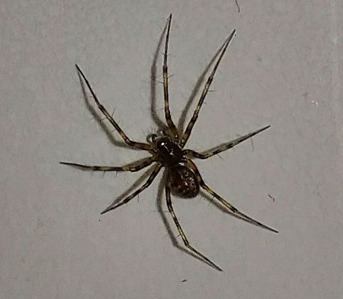 Neriene  Geotagged,Neriene,Neriene digna,Summer,United States,sheet weaver spider