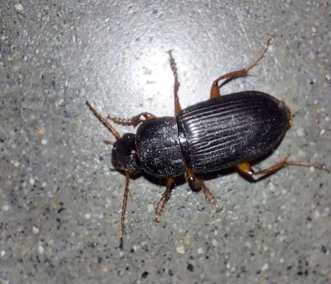 Harpalus rufipes  Geotagged,Harpalus rufipes,Strawberry Seed Beetle,Summer,United States