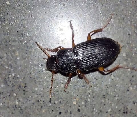 Harpalus rufipes  Geotagged,Harpalus rufipes,Strawberry Seed Beetle,Summer,United States