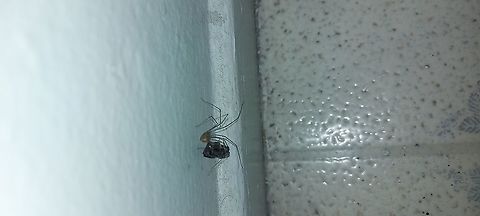 Pholcus phalangioides  Geotagged,Longbodied cellar spider,Pholcus phalangioides,Summer,United States