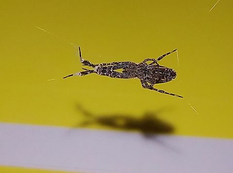 Uloborus diversus marx Pretend to be debris. Slanted web. Feathered legged lace weaver. YouTube #topfive 15 cool spider webs Fall,Geotagged,Uloborus diversus,Uloborus diversus marx,United States