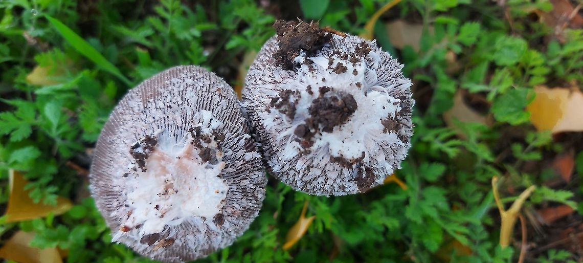 Mushrooms California  Fall,Geotagged,United States,Wild mushrooms.