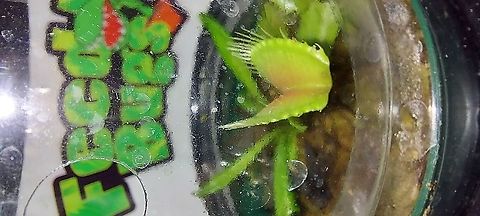 Venus flytrap Sold at my work  Dionaea muscipula,Fall,Geotagged,United States,Venus flytrap