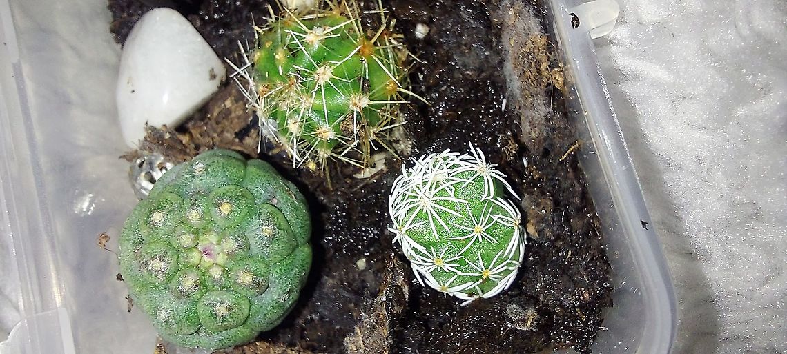 Various cacti Found pieces at different ????. Like succulents, a tiny piece is all you need to grow. Mammillaria are originally from Mexico.  Coryphantha are from the southwestern US and Central America. Matucana madisoniorum originally in Peru. Coryphantha,Fall,Geotagged,Mammillaria,Matucana madisoniorum,United States