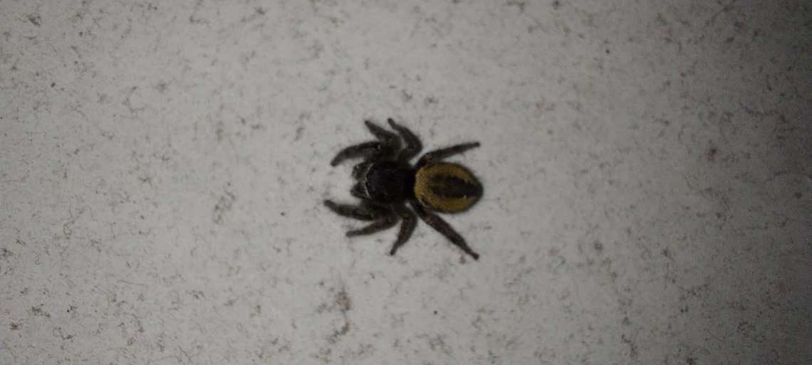 Phidippus johnsoni Female red backed jumping spider,  although she looks a bit golden. Geotagged,Phidippus johnsoni,Red-backed jumping spider,Spring,United States