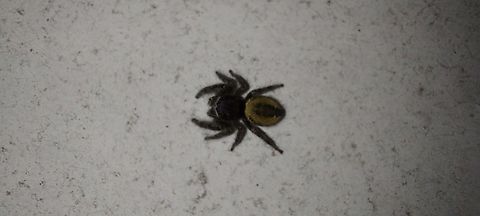 Phidippus johnsoni Female red backed jumping spider,  although she looks a bit golden. Geotagged,Phidippus johnsoni,Red-backed jumping spider,Spring,United States