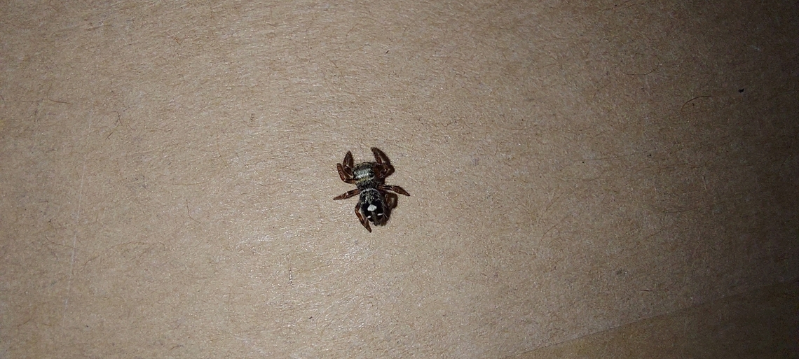 Phidippus audax Bold jumping spider  Daring jumping spider,Geotagged,Phidippus audax,Spring,United States,bold jumping spider