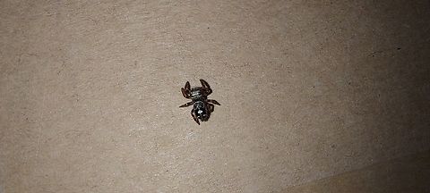 Phidippus audax Bold jumping spider  Daring jumping spider,Geotagged,Phidippus audax,Spring,United States,bold jumping spider