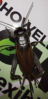 field cricket. Gryllidae  Geotagged,Gryllidae,Spring,United States,field cricket