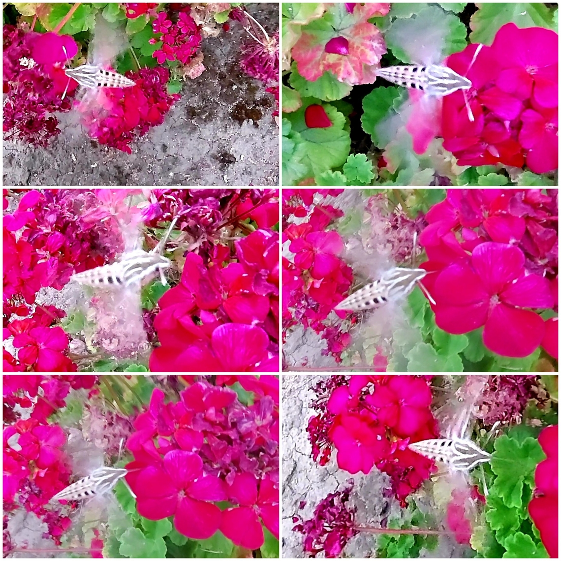 White-lined sphinx moth Size of a hummingbird. Doesn't stay still. Geotagged,Hyles lineata,United States,White-lined sphinx