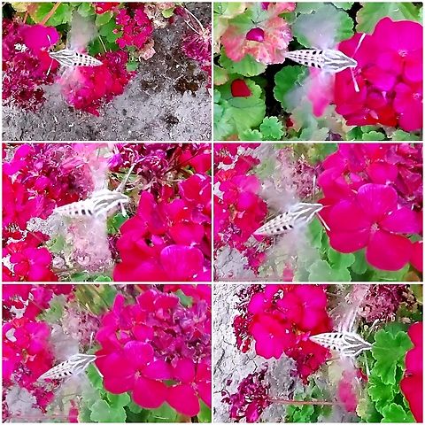 White-lined sphinx moth Size of a hummingbird. Doesn't stay still. Geotagged,Hyles lineata,United States,White-lined sphinx