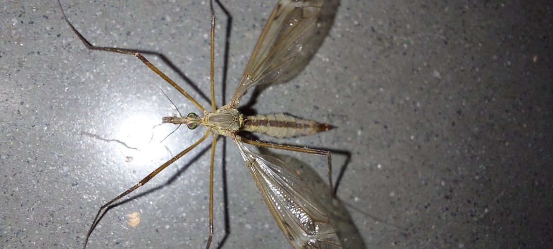 Tipula paludosa False mosquito looking  European Crane Fly,Geotagged,Spring,Tipula paludosa,United States,cranefly