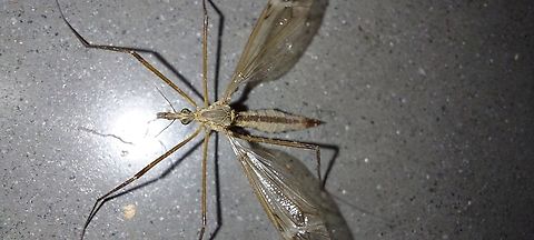 Tipula paludosa False mosquito looking  European Crane Fly,Geotagged,Spring,Tipula paludosa,United States,cranefly