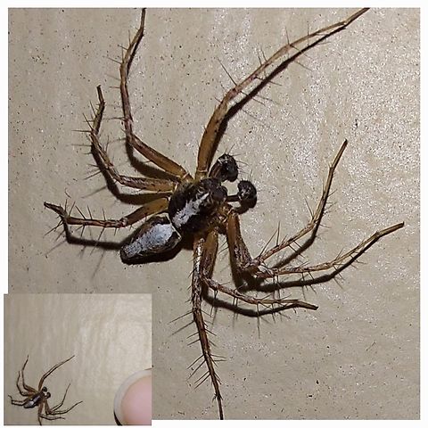 Western lynx spider  oxyopes scalaris striped-Linx spider. Geotagged,Oxyopes scalaris,United States,Western lynx spider,male