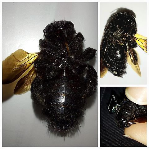 Xylocopa californica California carpenter bee California carpenter,California carpenter bee,Geotagged,United States,Xylocopa californica