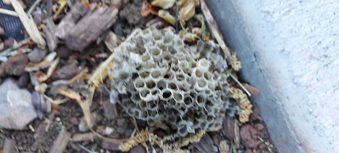 Paper wasp nest Paper wasp nest. Usually found trees or sunny warm sides under balconies, and air conditioners. Geotagged,Spring,United States,paper wasp nest