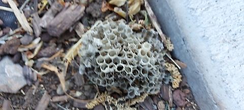 Paper wasp nest Paper wasp nest. Usually found trees or sunny warm sides under balconies, and air conditioners. Geotagged,Spring,United States,paper wasp nest