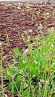 Lesser gold finch  California,Geotagged,Lesser Goldfinch,Lesser goldfinch,Spinus psaltria,Spring,United States,United States of America