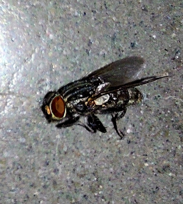 Wohlfahrtia Flesh fly Flesh fly,Geotagged,Spring,United States,Wohlfahrtia