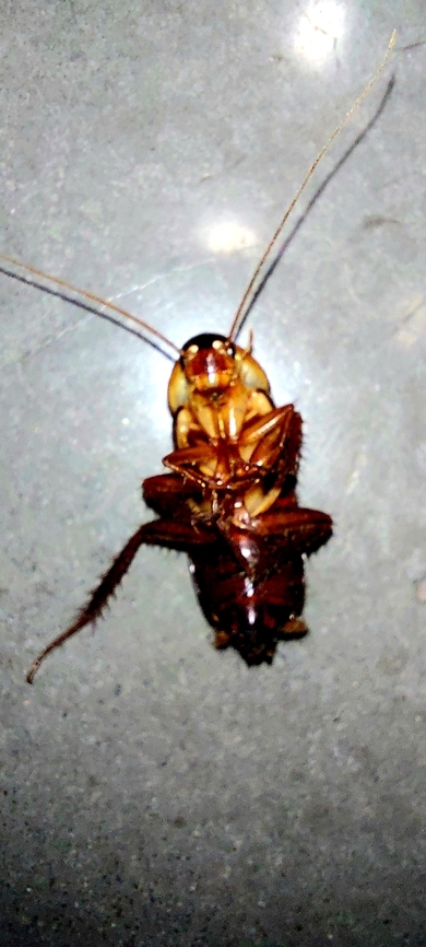 Cockroach  American cockroach,Geotagged,Spring,United States