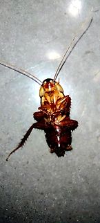 Cockroach  American cockroach,Geotagged,Spring,United States