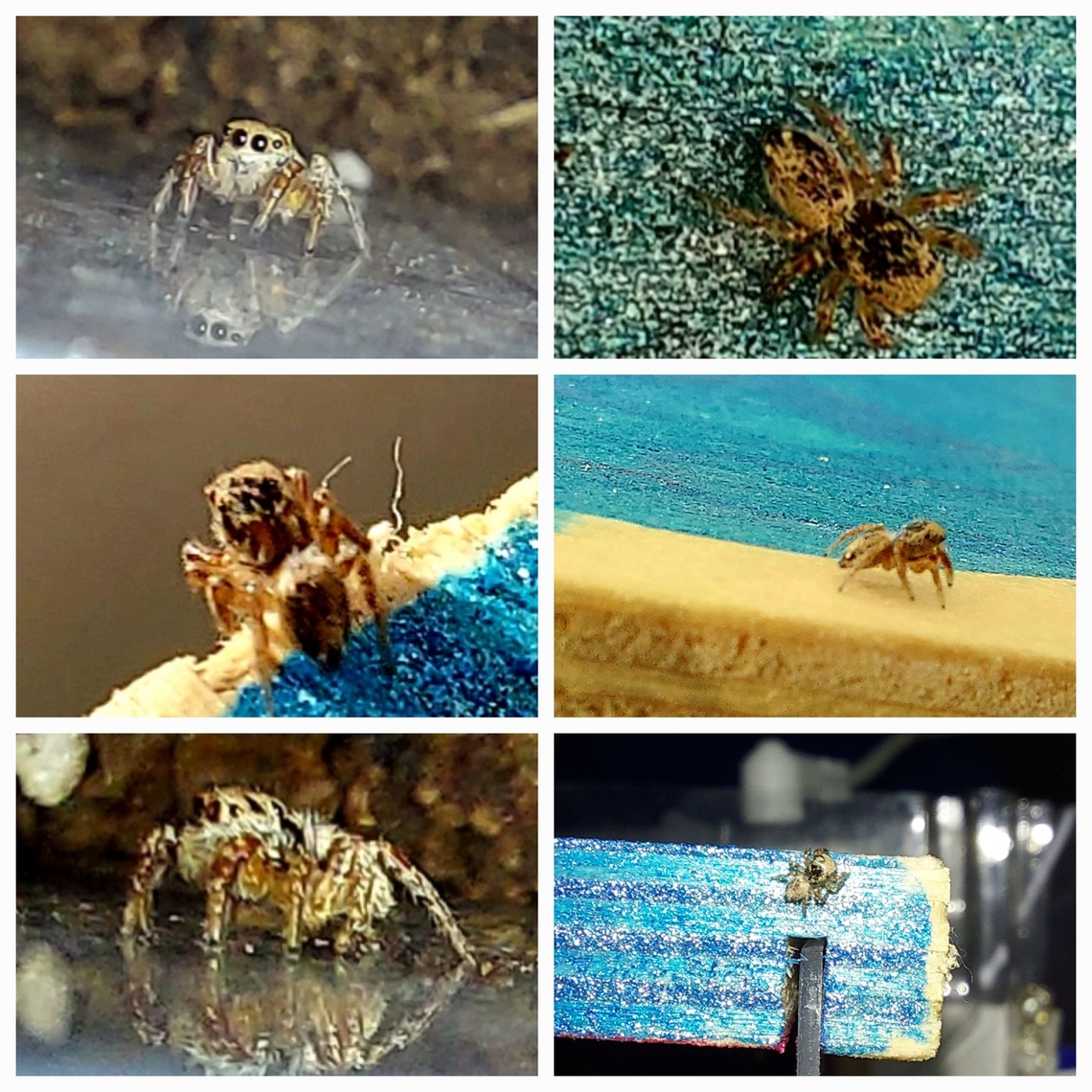 Marchena minuta jumping spider Very small, size of a fingernail, tan-brown in color Geotagged,Marchena minuta,United States,jumping Spider