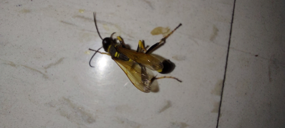Sceliphron caementarium, mud dauber Note: Yearsrs ago, one flew in the house. I thought it was a wasp at the time. I tried to shoo it away with a rag which angered it. Next thing I knew it, it ended up in my shorts and bit my lower stomach. No allergic reaction. Just a bump. I read they rarely bite. They're solitary. I found evidence of them when we move in years prior of the incident. They made mud nest in the blinds which is almost like cement. Hard to remove. Black and yellow mud dauber,Geotagged,Sceliphron caementarium,Summer,United States,Yellow-legged mud dauber