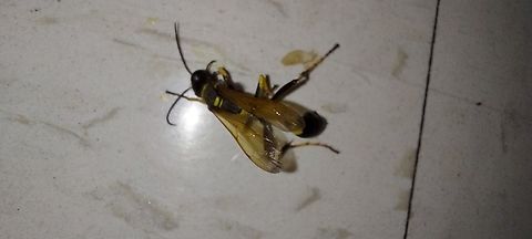 Sceliphron caementarium, mud dauber Note: Yearsrs ago, one flew in the house. I thought it was a wasp at the time. I tried to shoo it away with a rag which angered it. Next thing I knew it, it ended up in my shorts and bit my  lower stomach.   No allergic reaction. Just a bump. I read they rarely bite. They're solitary.  I found evidence of them when we move in years prior of the incident.  They made mud nest in the blinds which is almost like cement.  Hard to remove.  Black and yellow mud dauber,Geotagged,Sceliphron caementarium,Summer,United States,Yellow-legged  mud dauber