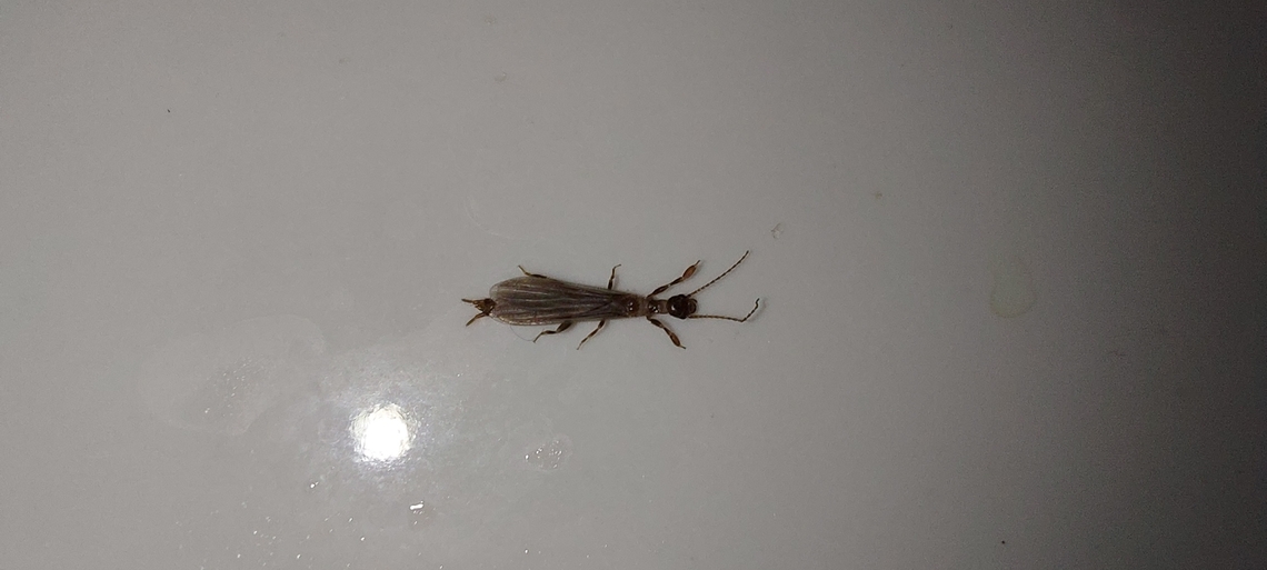 Embiodea,Embioptera Queen ant  mixed with termite looking.  Found in the sink. Black Webspinner,Embioptera,Geotagged,Male,Oligotoma nigra,Summer,United States,footspinner,webspinner