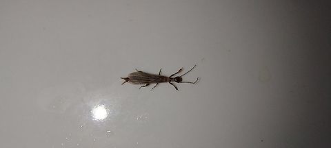 Embiodea,Embioptera Queen ant  mixed with termite looking.  Found in the sink. Black Webspinner,Embioptera,Geotagged,Male,Oligotoma nigra,Summer,United States,footspinner,webspinner