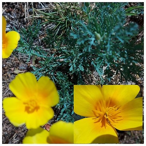 Eschscholzia glyptosperma They usually grow from March until May. This one bloomed in the yard in late June  Eschscholzia glyptosperma,Geotagged,United States,desert golden poppy,mohave gold poppy
