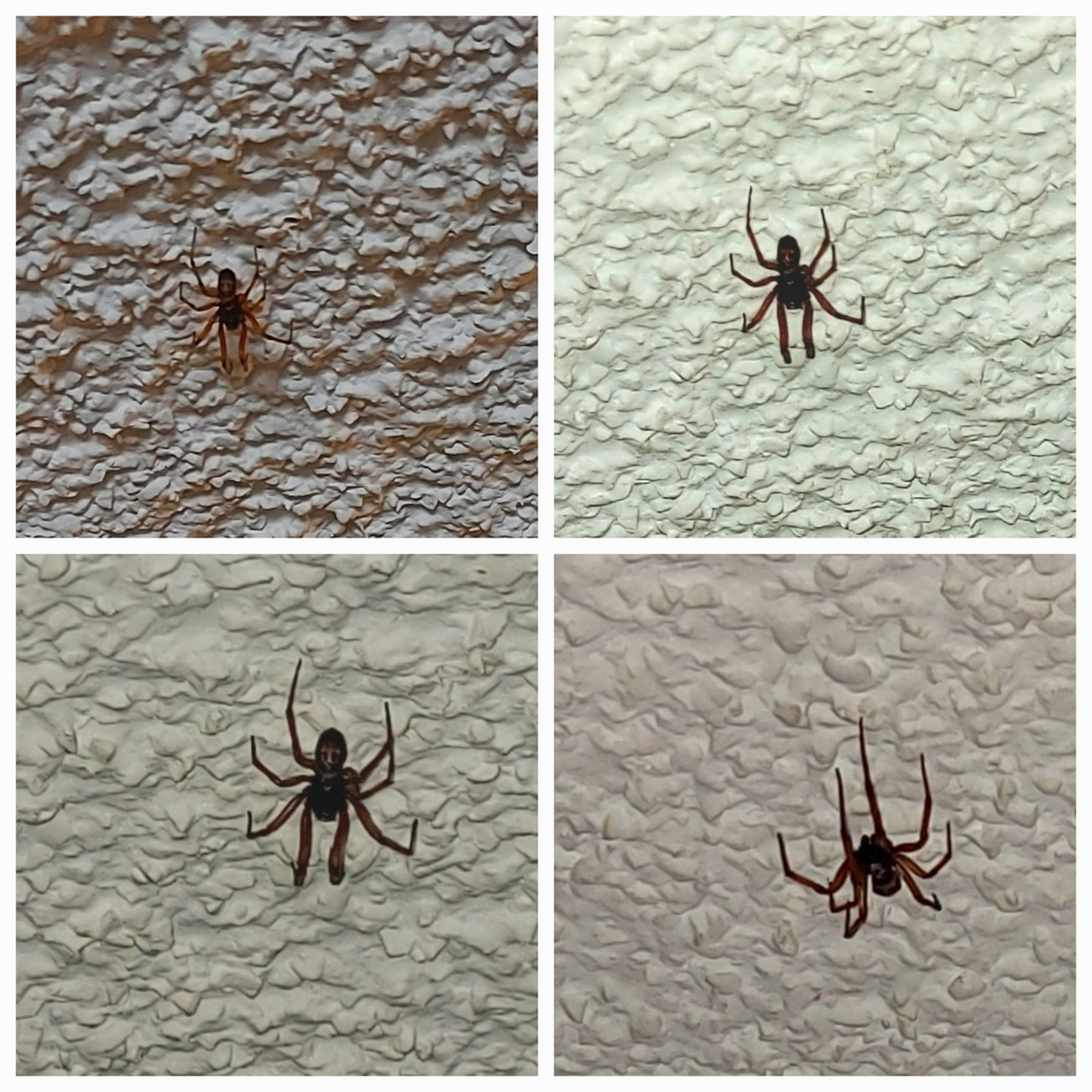 Noble false widow I would say it is a false widow, being that it was located in California but the markings have an anchor ⚓️ like shape. In natural light, it&#039;s legs look red. I used different exposures to highlight the marking.  Geotagged,Noble False Widow,Steatoda nobilis,United States