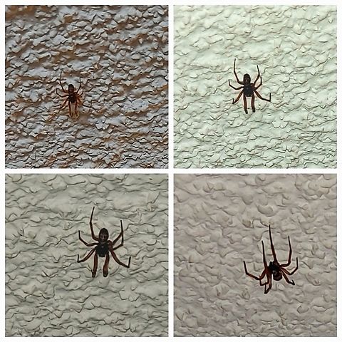 Noble false widow I would say it is a false widow, being that it was located in California but the markings have an anchor ⚓️ like shape. In natural light, it's legs look red. I used different exposures to highlight the marking.  Geotagged,Noble False Widow,Steatoda nobilis,United States