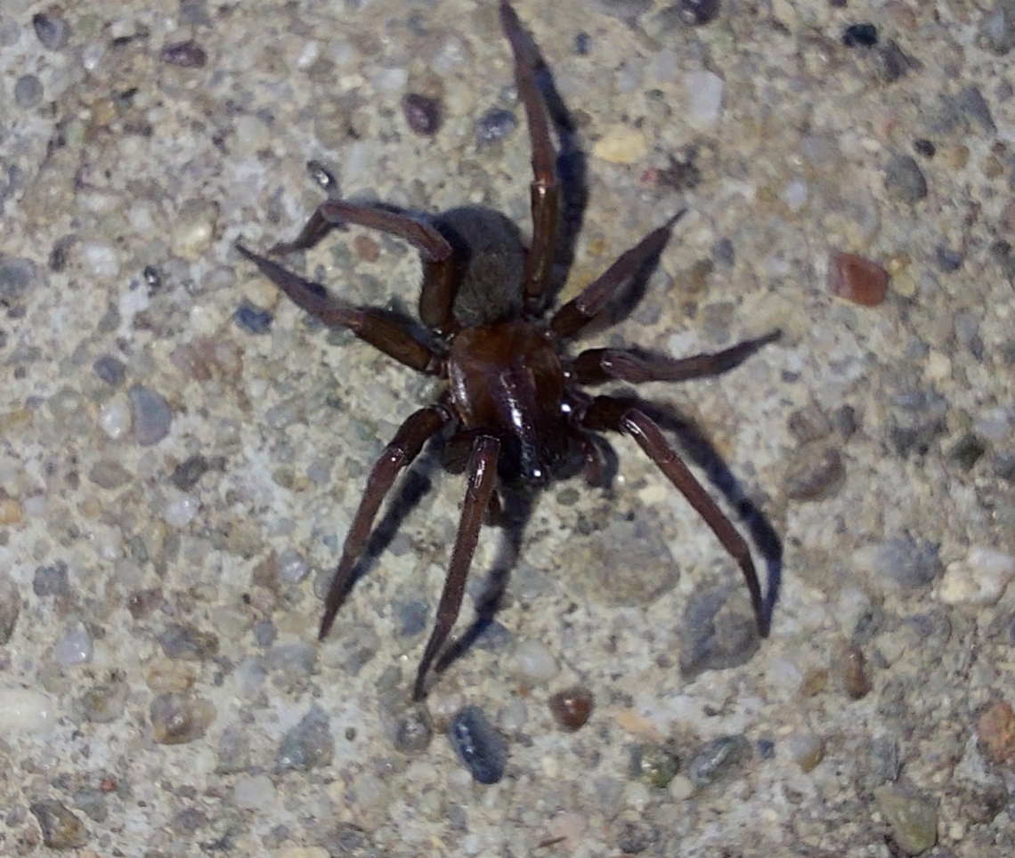 Metaltella simoni South American spider first spotted  in Louisiana in 1944. The in Southern California in 2008. It has traveled north now. Amphinectidae,Geotagged,Metaltella simoni,South American Toothed Hacklemesh Weaver,Spider,Summer,United States,female,hacklemesh weaver