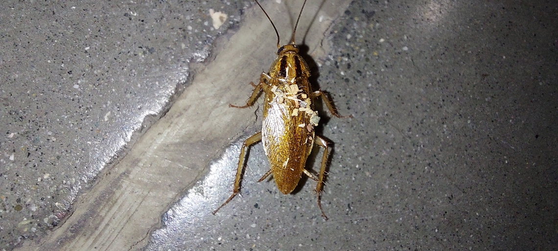 Blattella asahinai  Blattella asahinai,Geotagged,Summer,United States,asian cockroach