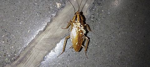 Blattella asahinai  Blattella asahinai,Geotagged,Summer,United States,asian cockroach