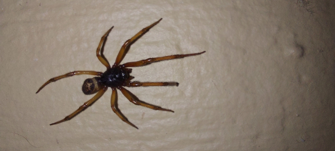 Steatoda nobilis It&#039;s a UK spider  Geotagged,Noble false widow spider,Steatoda Nobilis,Steatoda nobilis,Summer,United States