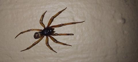 Steatoda nobilis It's a UK spider  Geotagged,Noble false widow spider,Steatoda Nobilis,Steatoda nobilis,Summer,United States