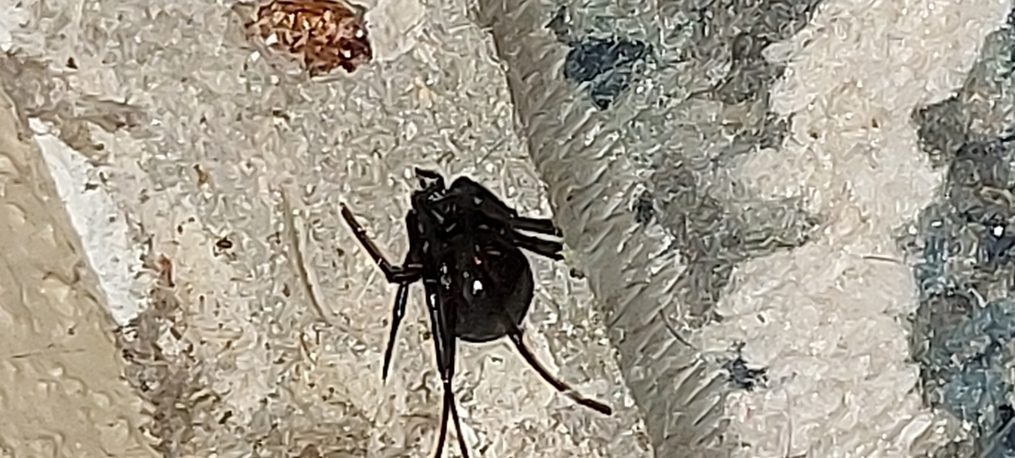 Latrodectus hesperus,  western black widow spider  Geotagged,Latrodectus hesperus,Summer,United States,Western black widow spider