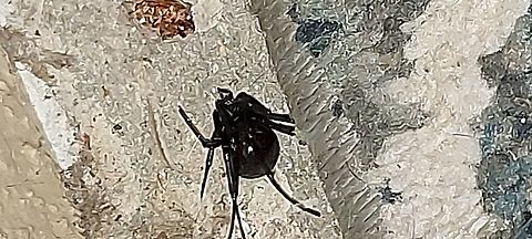 Latrodectus hesperus,  western black widow spider  Geotagged,Latrodectus hesperus,Summer,United States,Western black widow spider