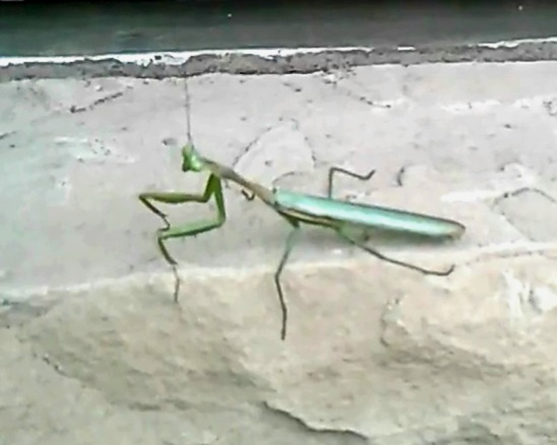 European mantis Taken September 29,2016 at the drive thru of taco bell European Mantis,Fall,Geotagged,United States