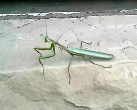 European mantis Taken September 29,2016 at the drive thru of taco bell European Mantis,Fall,Geotagged,United States