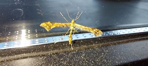 Platyptilia carduidactyl  Artichoke plume moth,Geotagged,Platyptilia carduidactyl,Platyptilia carduidactyla,Summer,United States,artichoke plume moth
