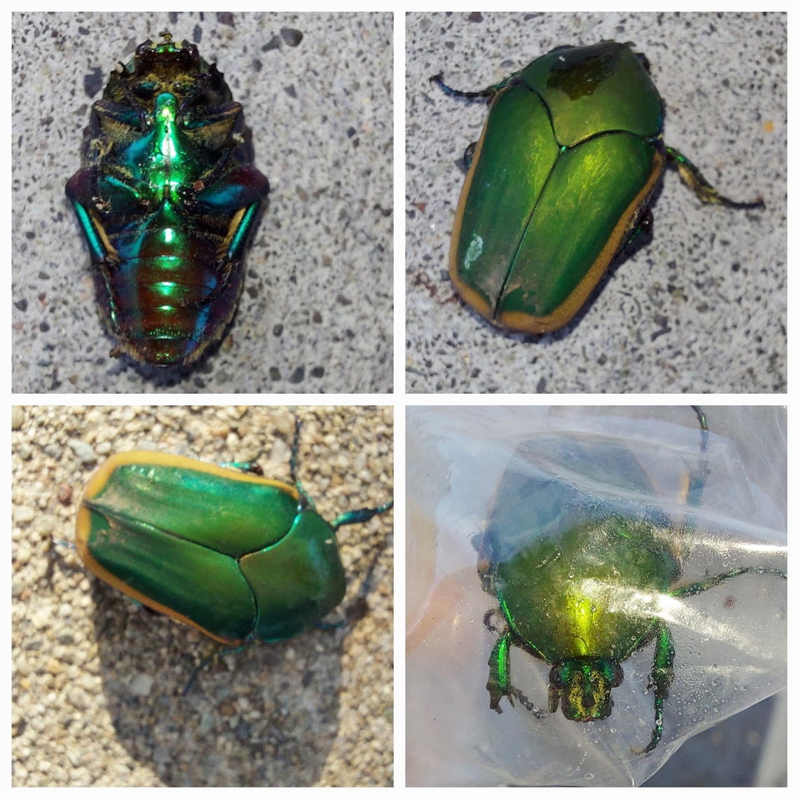 Cotinis mutabilis Notice the iridescence. Part of the scarab family.  Cotinis mutabilis,Figeater beetle,Geotagged,United States