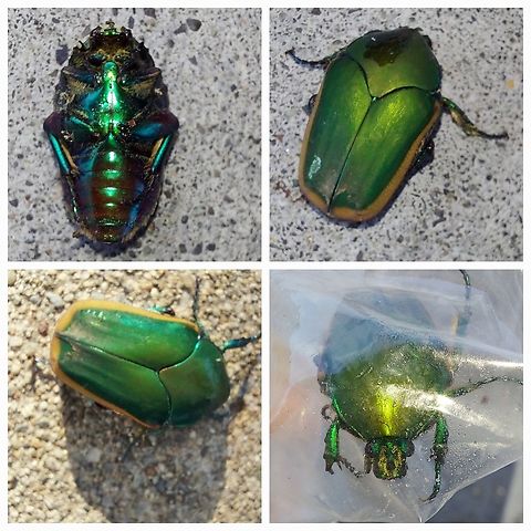 Cotinis mutabilis Notice the iridescence. Part of the scarab family.  Cotinis mutabilis,Figeater beetle,Geotagged,United States