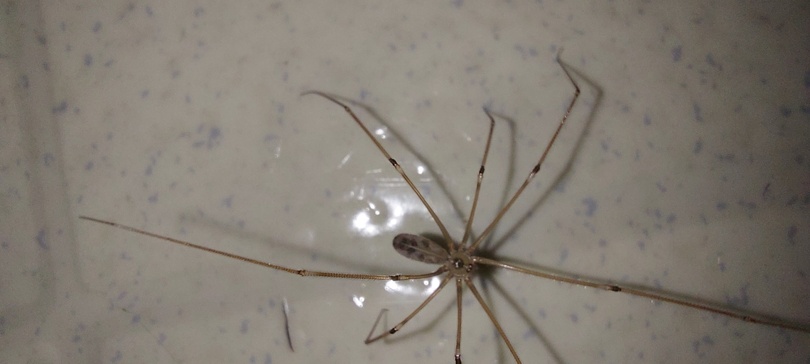 Pholcus phalangioides Came to drink as I was mopping.  Geotagged,Longbodied cellar spider,Pholcus phalangioides,Summer,United States,daddy longlegs